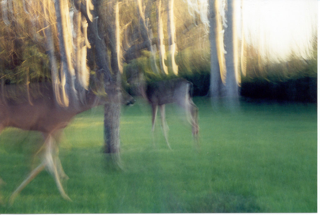 Deer Motion 1